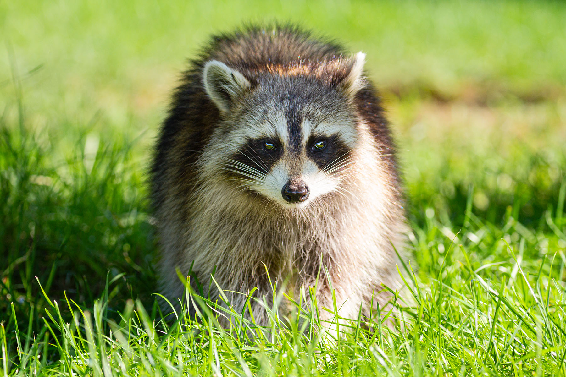 Racoon Pose wildlife, animals, racoon,