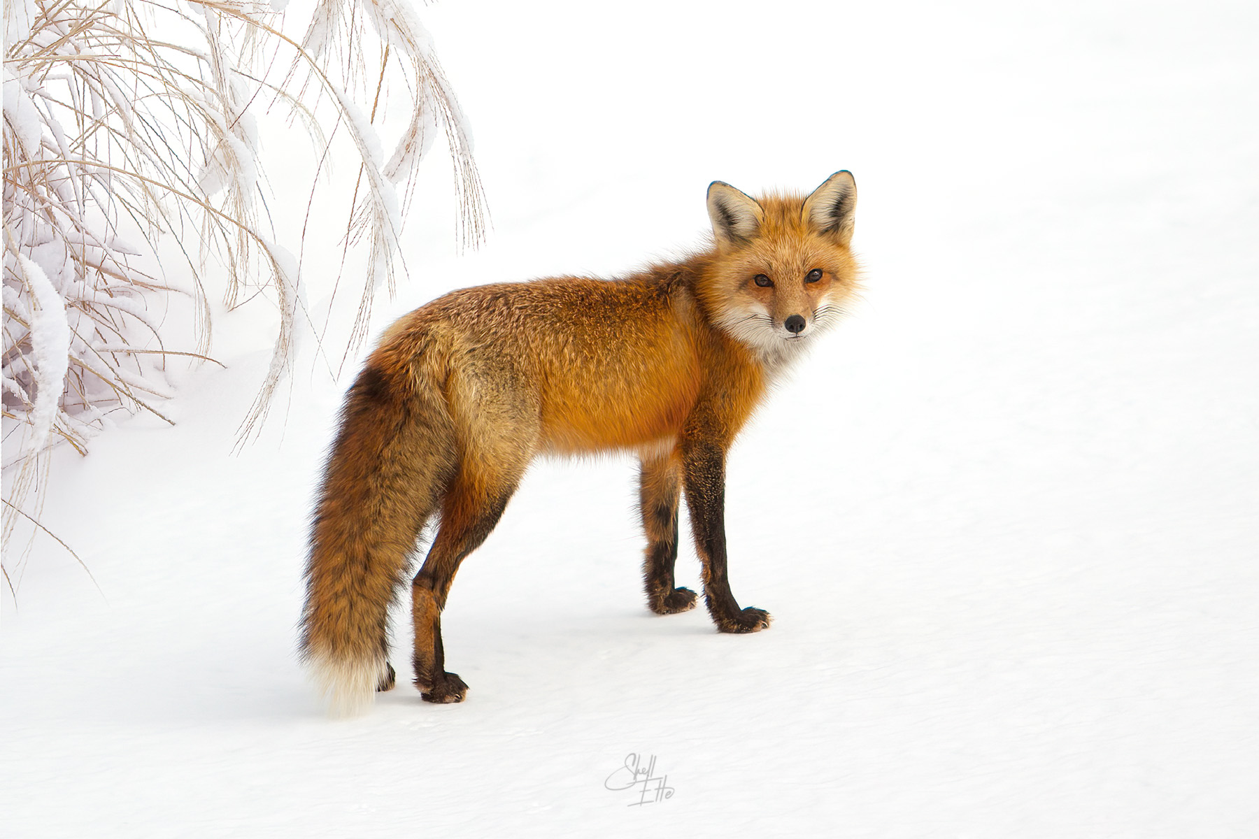 Red Fox Looking Back Winter wildlife, animals, , red fox