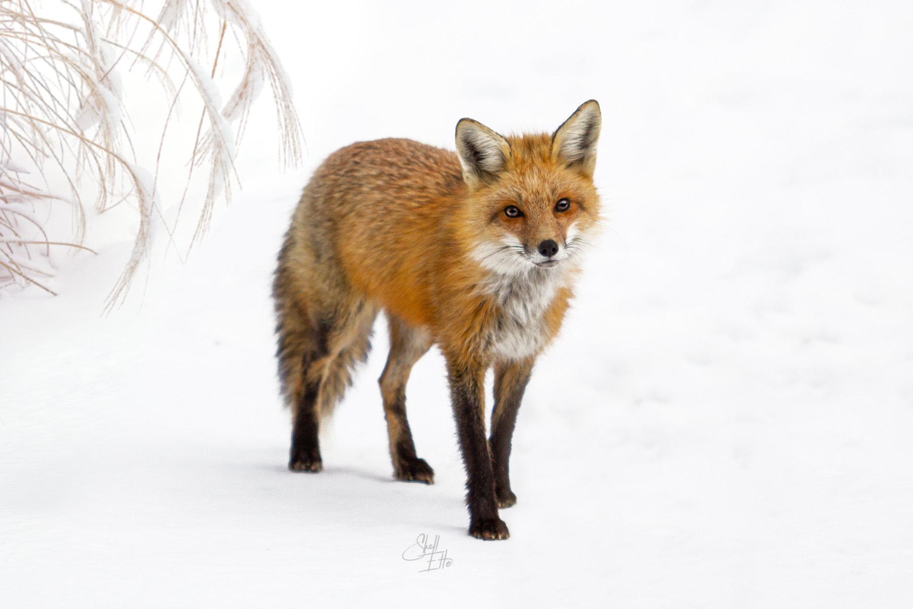 Red Fox Winter wildlife, animals, , red fox
