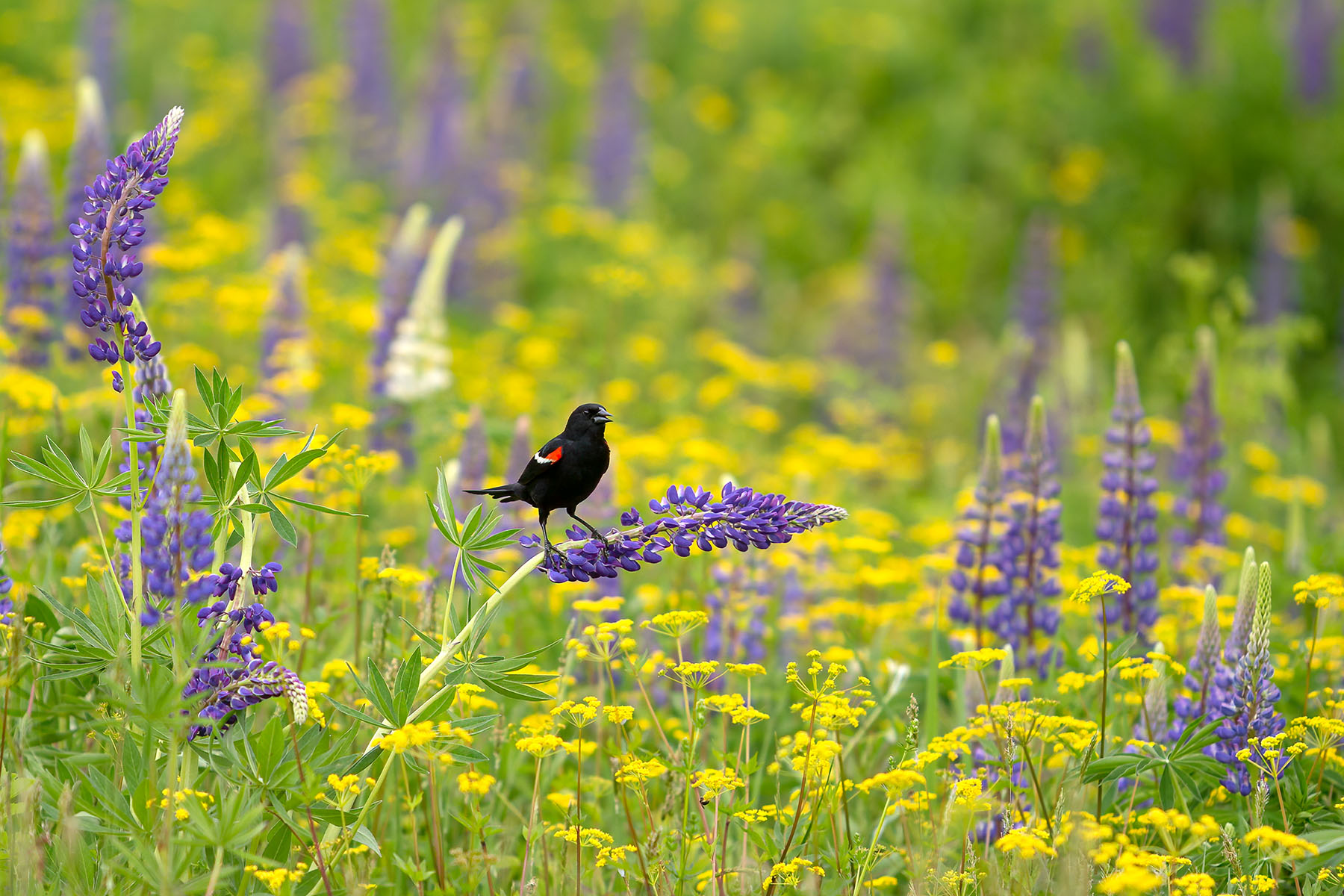Lupines and Red Winged Blackbird Red Winged Blackbird balancing on Lupine stem in a field of Lupines and Golden Alexanders.
