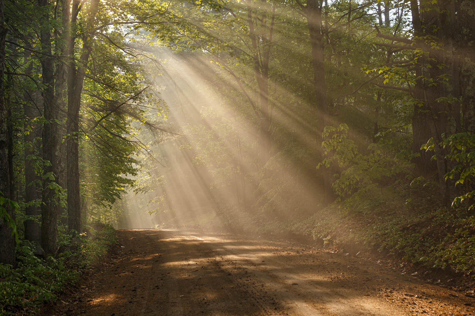 Follow the Light Sunrays Fog Sunrays light up the trail in the woods.