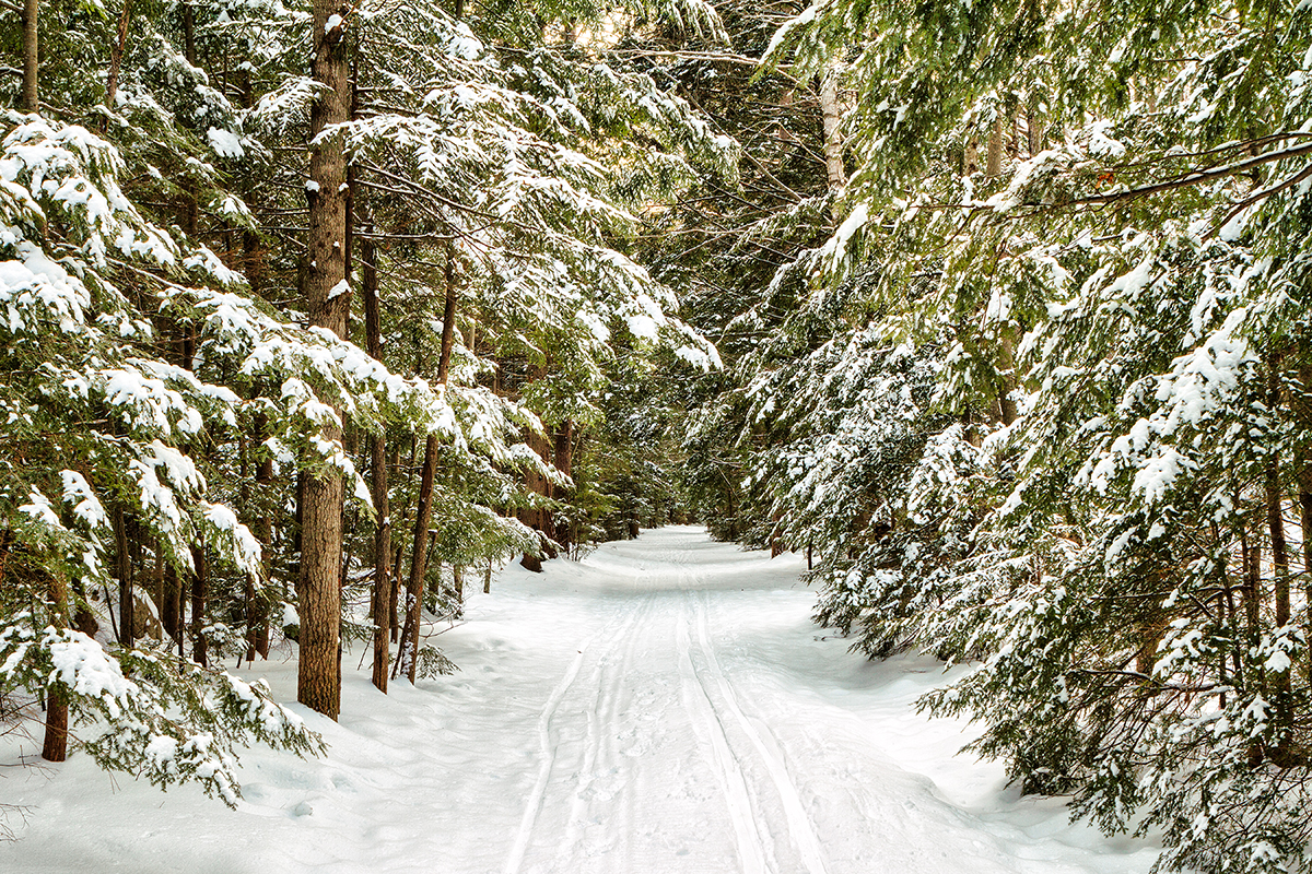 Fir Trees Lincoln Woods Trail The Lincoln Woods trail through the fir tree in winter on the Kancamagus Hwy in Lincoln, NH