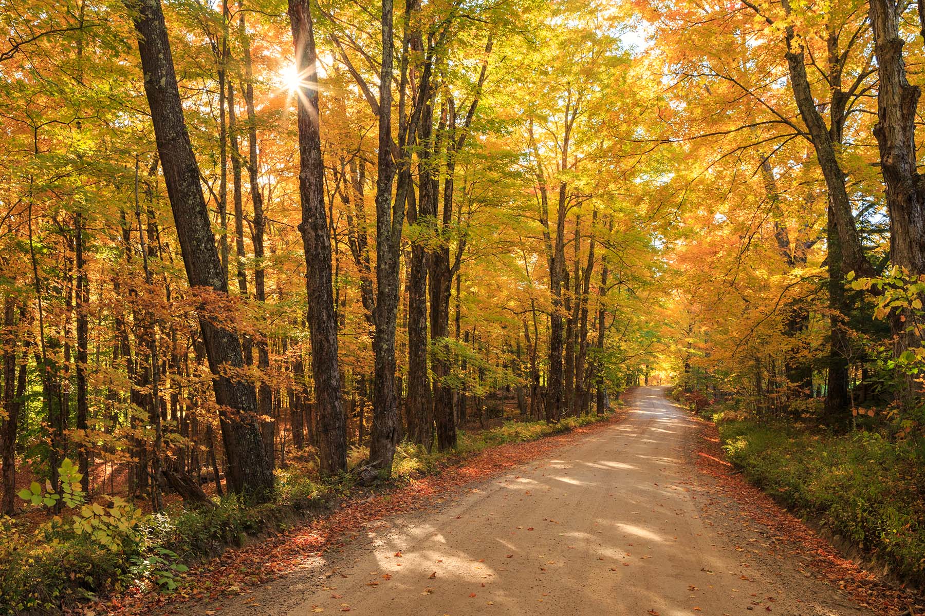 Autumn Sunstar Sugar Maple Road A sunstar shining through the canopy of autumn Sugar Maple trees lining a country road in NH