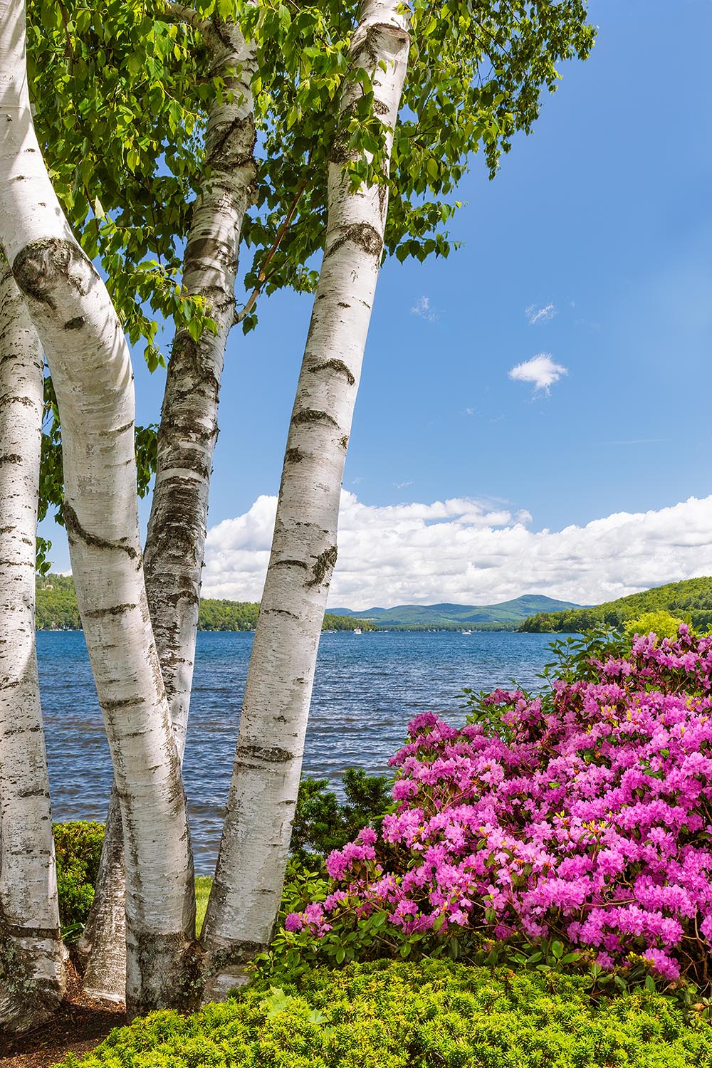Birch Azaleas Lake Shore Birch Azaleas Lake Shore