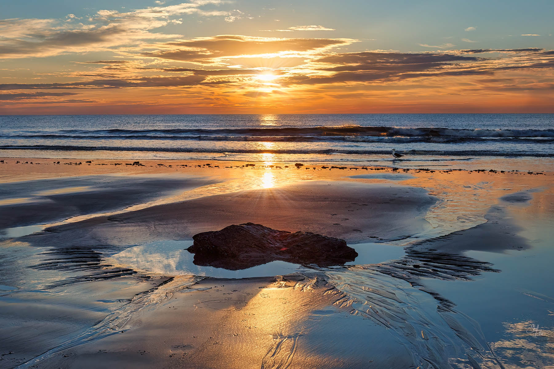 Sunrise and Seagull, Hampton Beach Sunrise and seagull at low tide on Hampton Beach in Hampton, NH