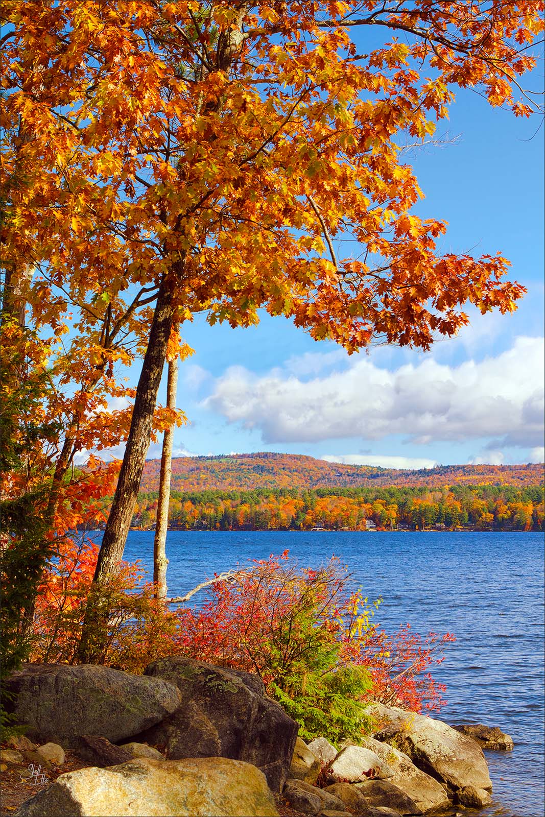 Swimmer's Cove newfound lake, nh new england, autumn, oak tree, stone, shore,