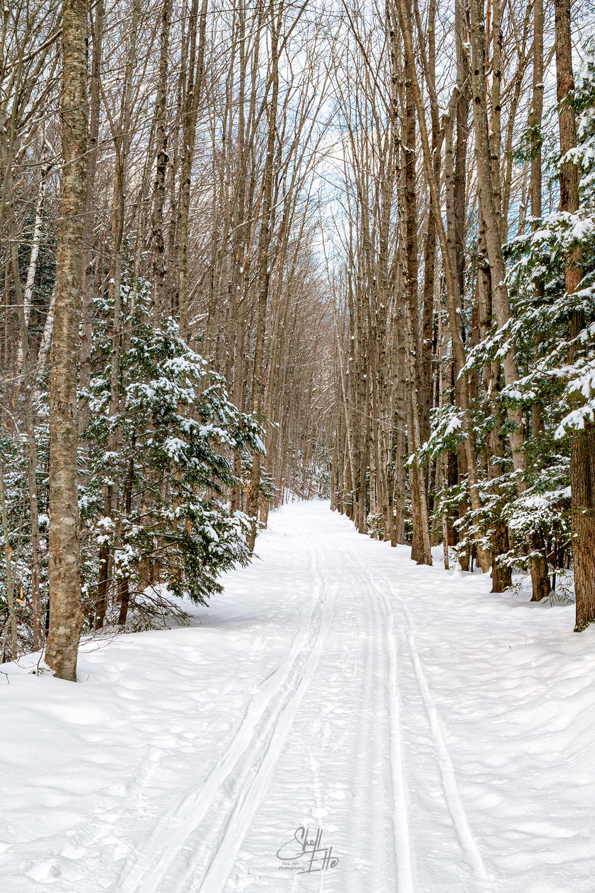 Through the Winter Birches The Lincoln Woods trail through the birches in winter on the Kancamagus Hwy in Lincoln, NH