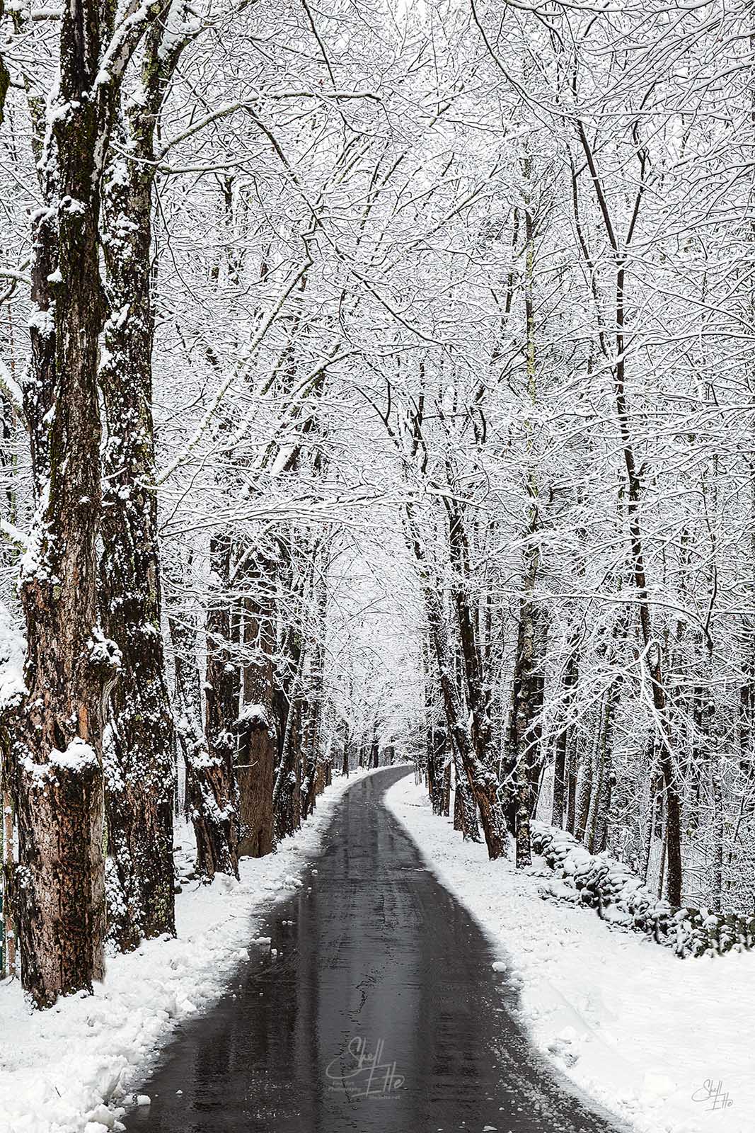 Path to Winter Wonderland A driveway in winter covered with fluffy snow lined with Sugar Maple trees.